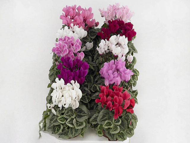 Cyclamen persicum small flowered Super Serie Picasso