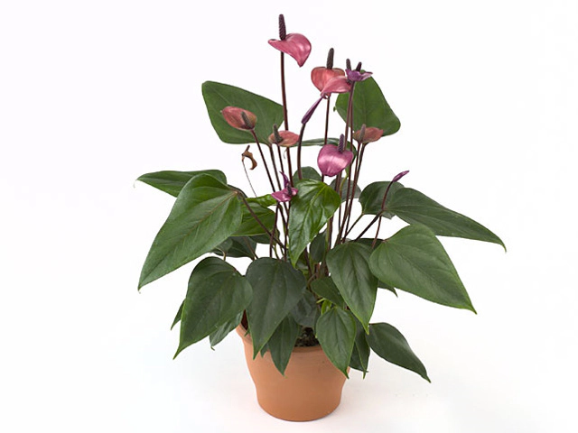 Anthurium (Andreanum Grp) Fiorino