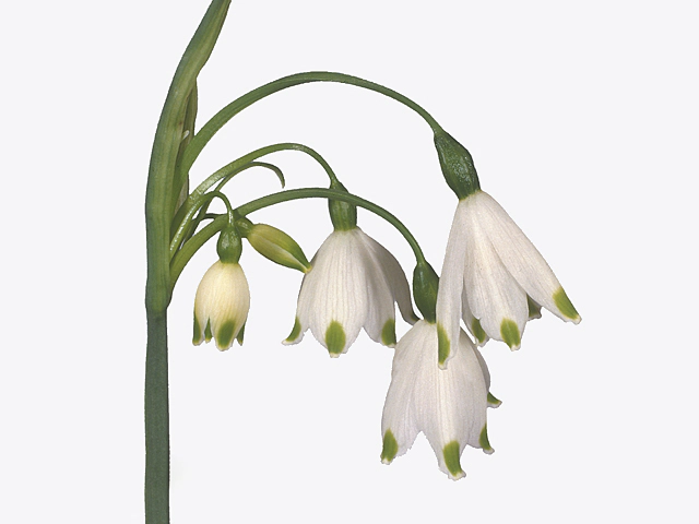 Leucojum aestivum