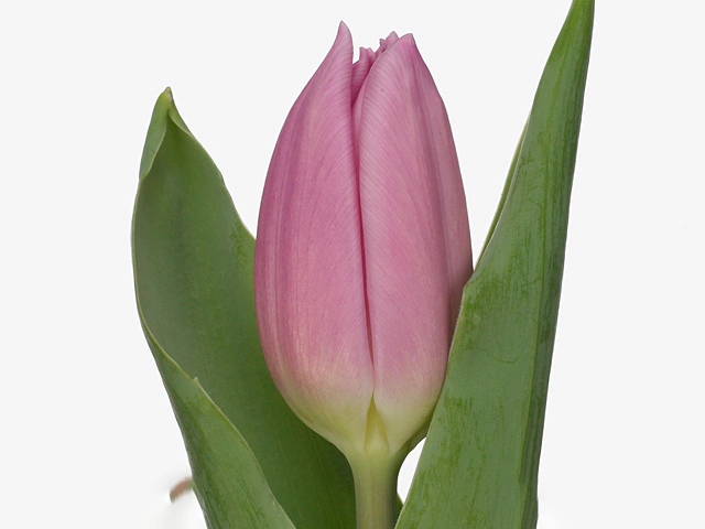 Tulipa (Triumph Grp) 'Pink Flag'