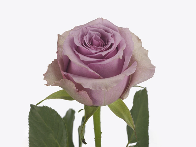 Rosa large flowered Paranita