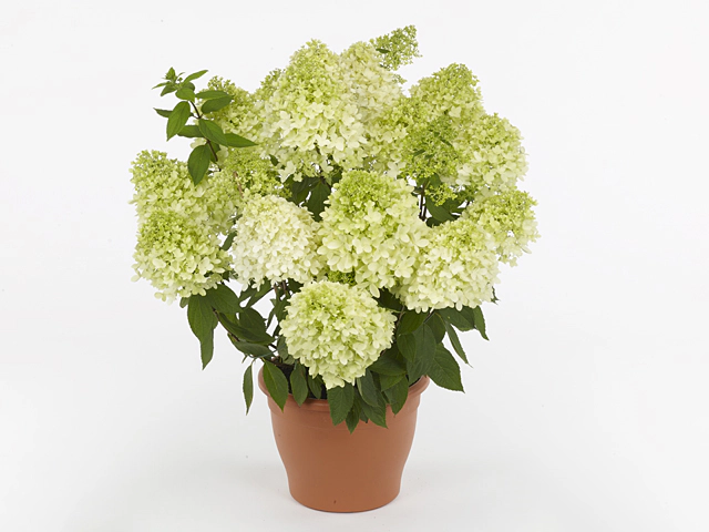 Hydrangea paniculata Magical Summer