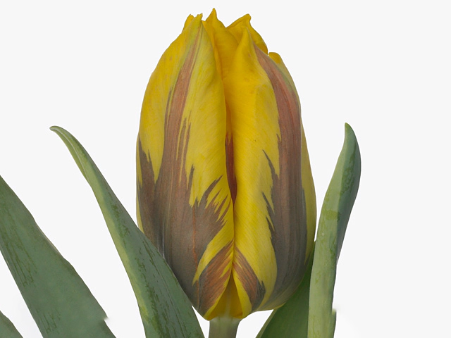 Tulipa (Triumph Grp) 'Ravana'