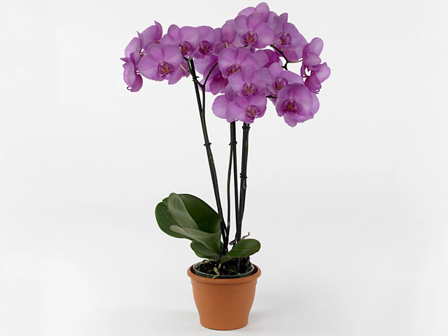 Фаленопсис "Anthura Pasco"