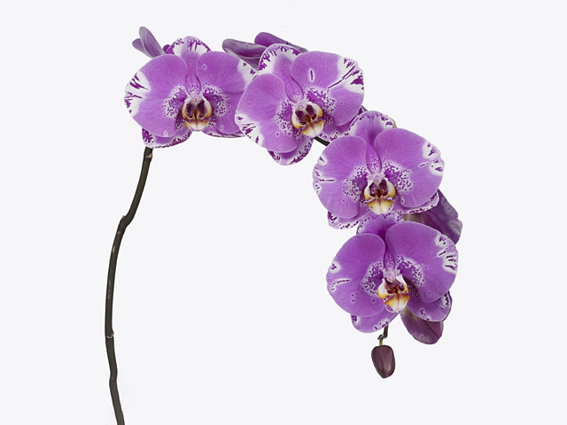 Phalaenopsis per branch 'Victorio'