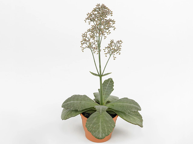 Kalanchoe humilis Wild Flowers Desert Surprise