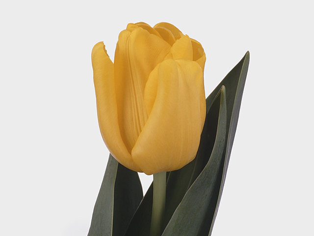 Тюльпан Триумф "Yellow King"