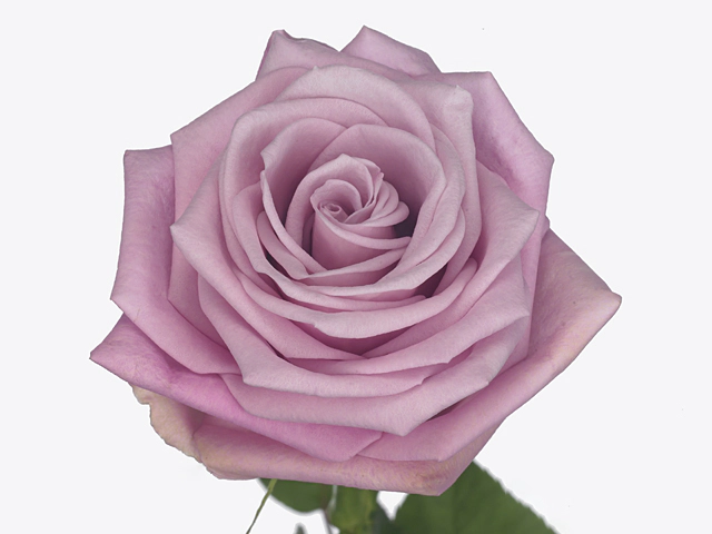 Роза крупноцветковая "Ahoi"