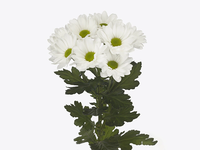 Chrysanthemum (Indicum Grp) spray Mirana