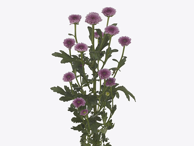 Chrysanthemum (Indicum Grp) spray santini AAA Toss Purple
