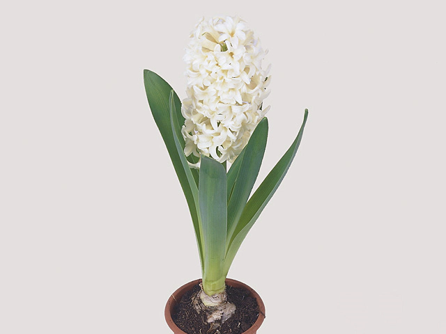 Hyacinthus orientalis 'Antarctica'