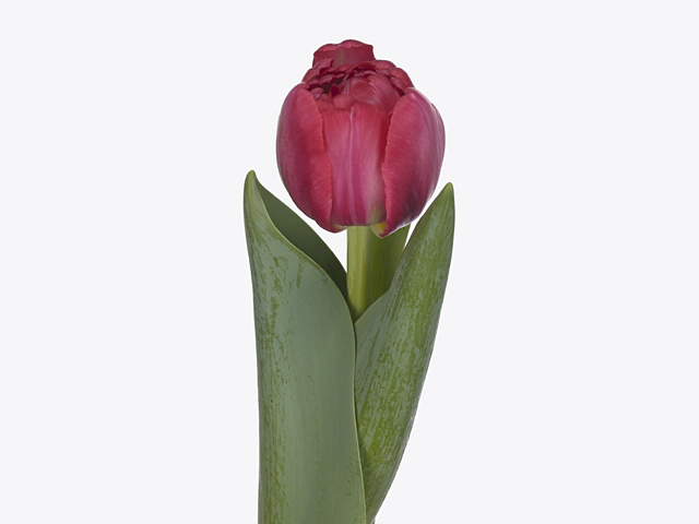 Тюльпан махровый ранний "Belgravia"