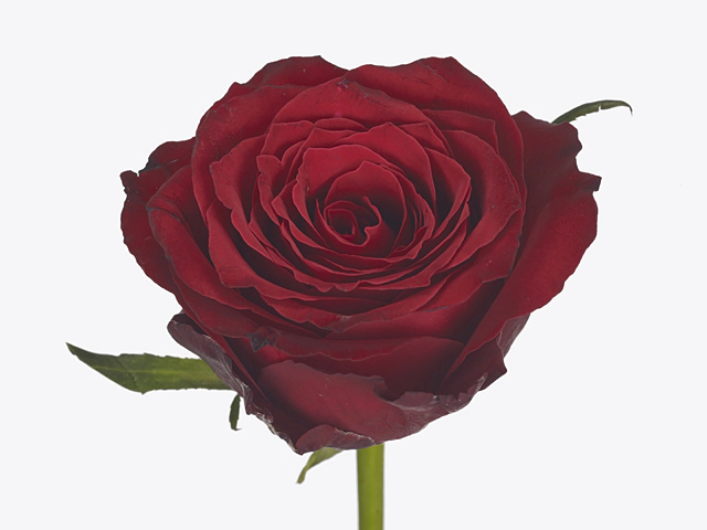 Роза крупноцветковая "Red Impact"