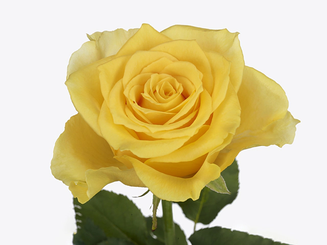 Роза крупноцветковая "Palmares!"