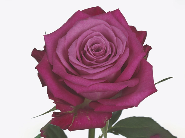 Роза крупноцветковая "I2i"