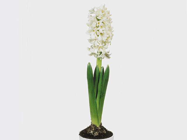 Hyacinthus orientalis 'Carnegie'