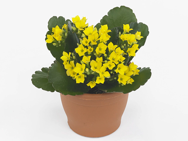 Kalanchoe blossfeldiana single Coto Yellow