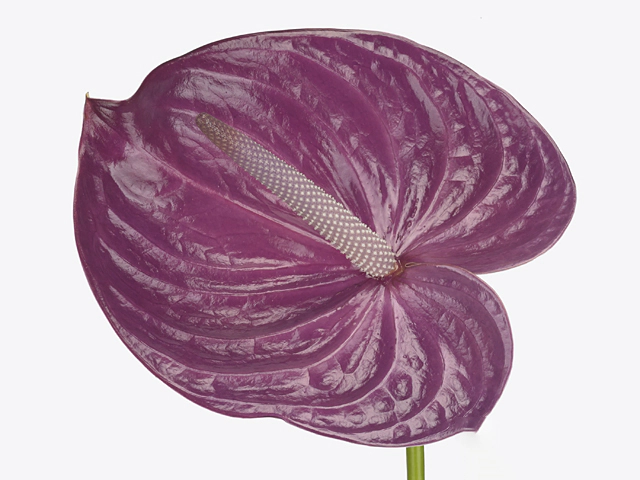 Anthurium (Andreanum Grp) Milanello