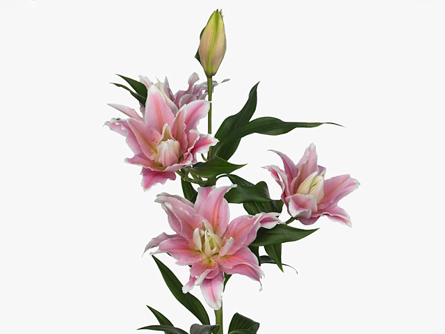Lilium (Oriental Grp) double Roselily Natalia