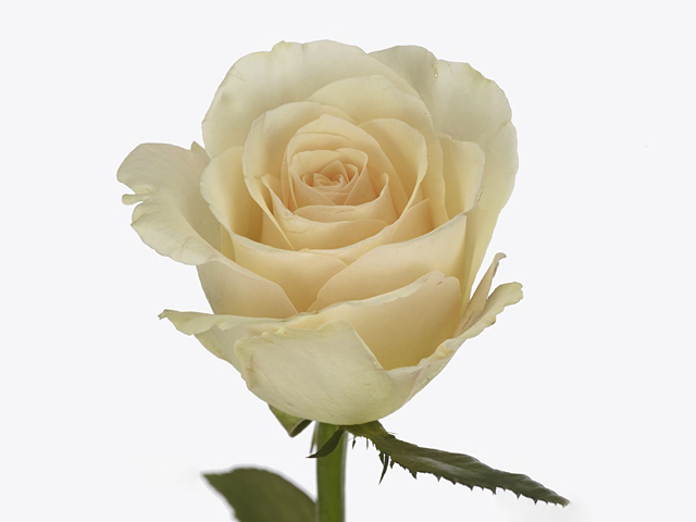 Роза крупноцветковая "Lotus"