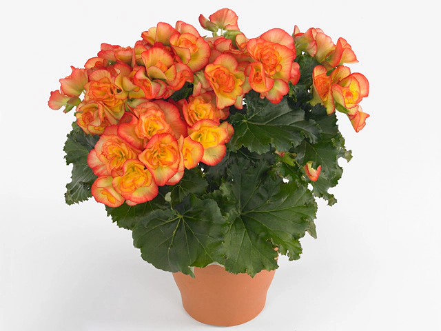 Begonia (Elatior Grp) double flowered Bodinia Rio Dark