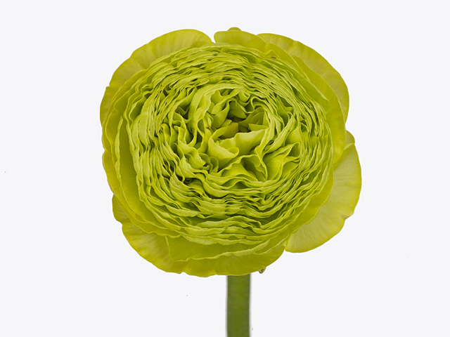 Ranunculus 'Aazur Lime Green'