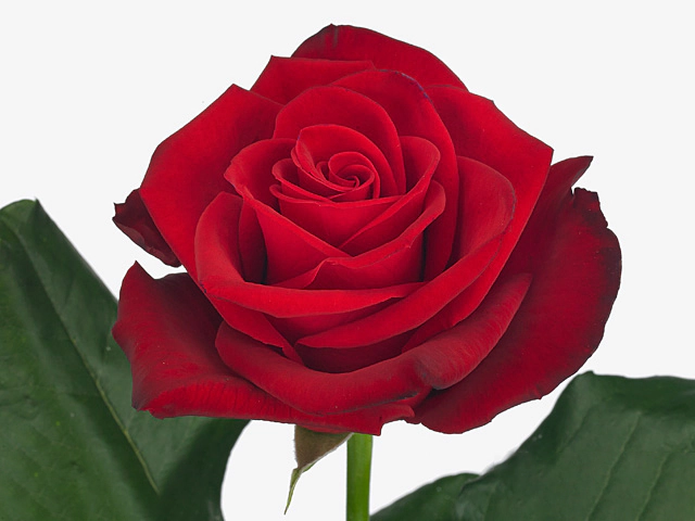 Роза крупноцветковая "Red Crown"