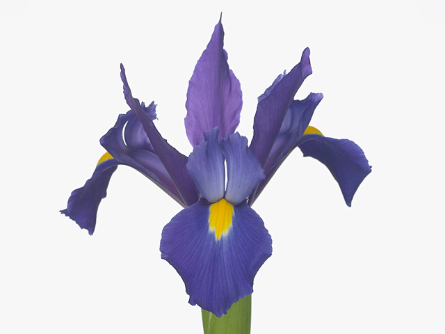Iris (Dutch Iris Grp) Missouri