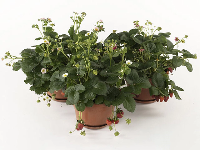 Fragaria x ananassa Fragoo F1 mixed