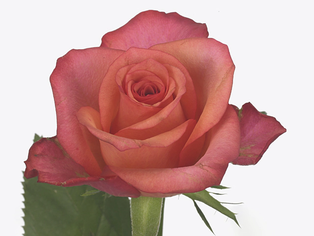 Rosa large flowered Farina-Bb