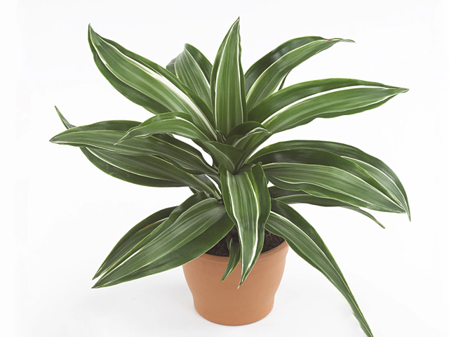 Dracaena fragrans (Compacta Grp) 'Jade Jewel'