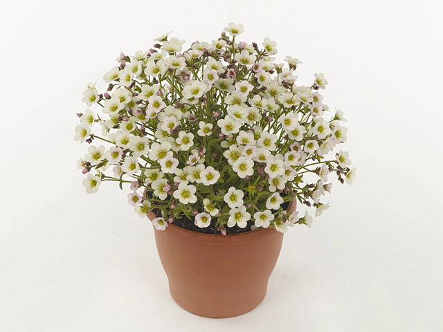 Saxifraga (Arendsii Grp) Ice Colours Pearl White