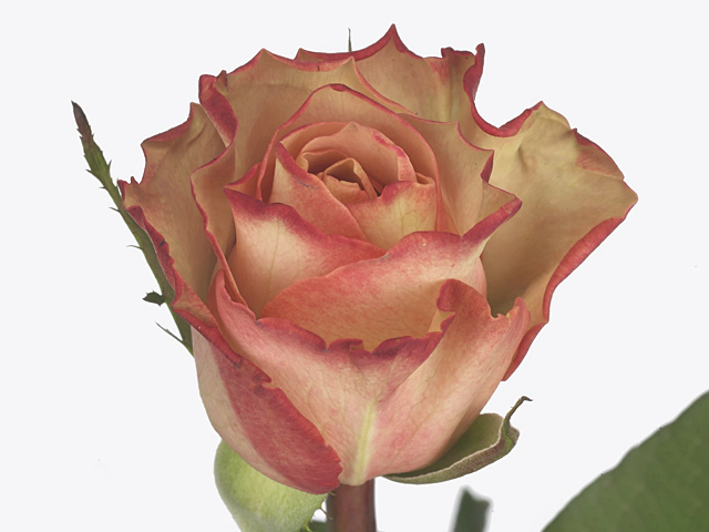Роза крупноцветковая "Lady Like"