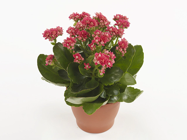 Kalanchoe double blossfeldiana 'Serenity Red'