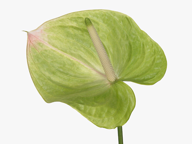 Anthurium (Andreanum Grp) Arriba