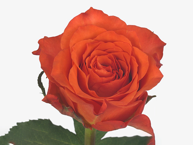 Роза крупноцветковая "Tabasco"