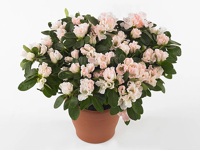 Rhododendron (Simsii Grp) 'Kassandra'