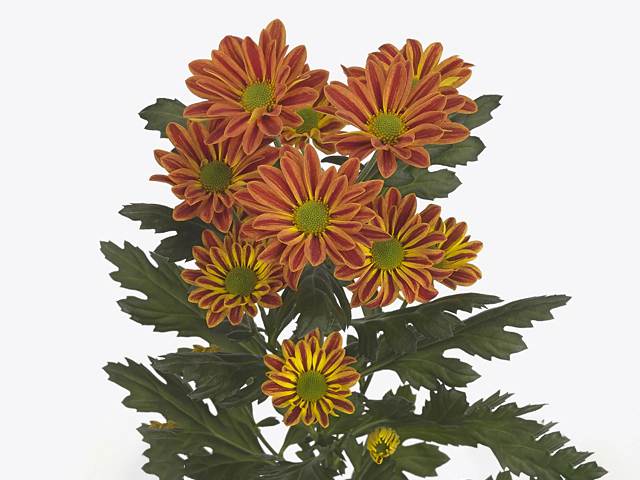 Chrysanthemum (Indicum Grp) spray Jordi Red