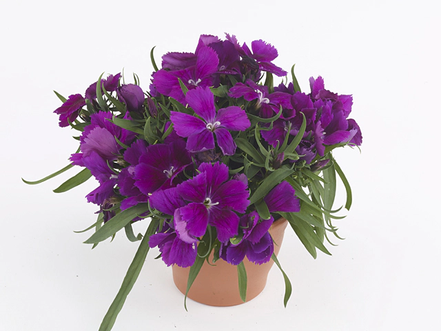 Dianthus chinensis Coronet Purple