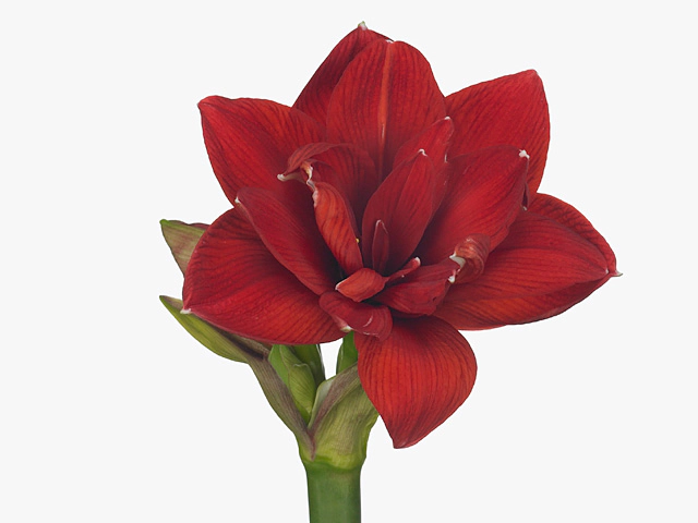 Hippeastrum (Double Galaxy Grp) 'Red Glory'