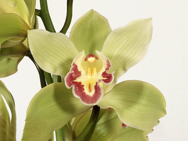 Cymbidium per flower Vanguard 'Christmas Beauty'