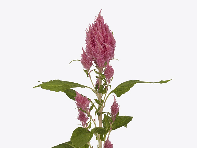Celosia argentea (Plumosa Grp) Sunday Bright Pink