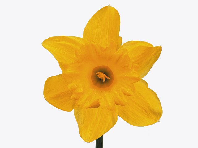 Narcissus (Trumpet Grp) 'Golden Harvest'