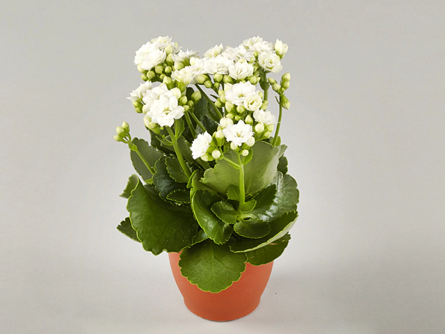 Kalanchoe double blossfeldiana Whites White