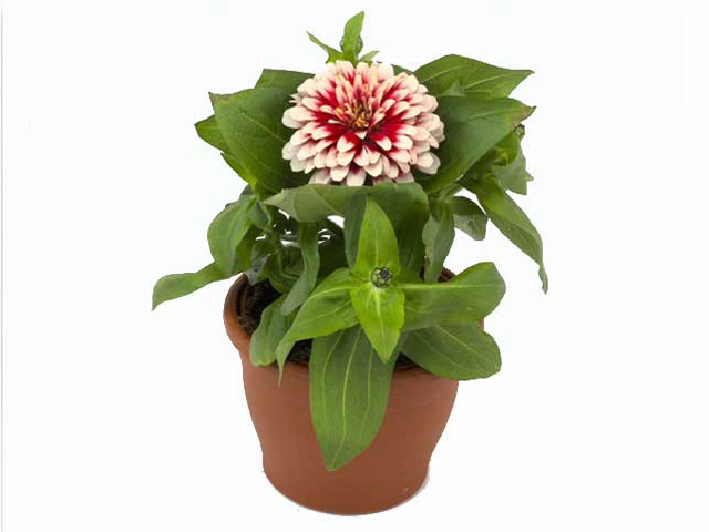 Zinnia elegans Swizzle Cherry & Ivory