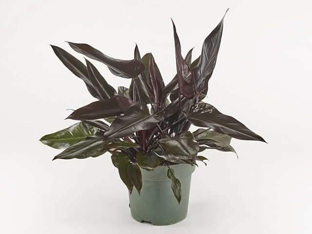 Philodendron 'Lisa'