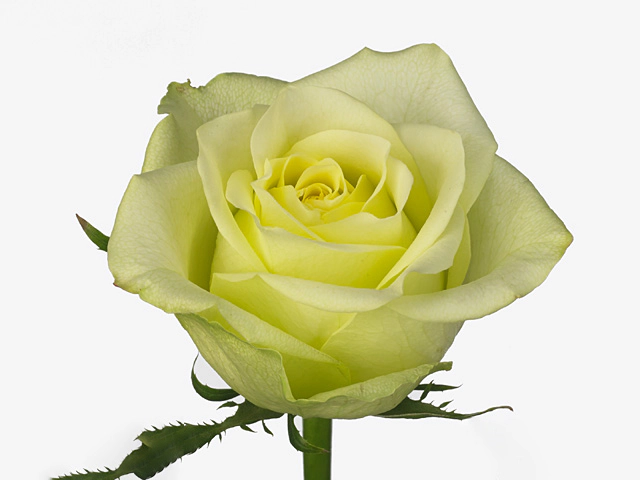 Роза крупноцветковая "Greenway"