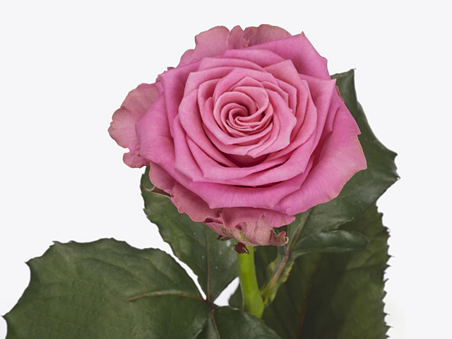 Роза крупноцветковая "Tantau’s Charlotte"
