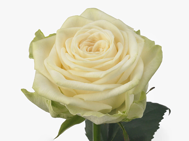 Rosa large flowered Juwena