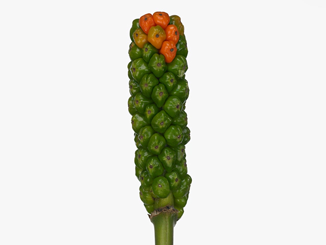 Arum italicum